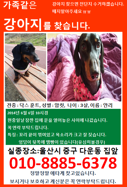 ★울산 닥스훈트여아 찾아요 