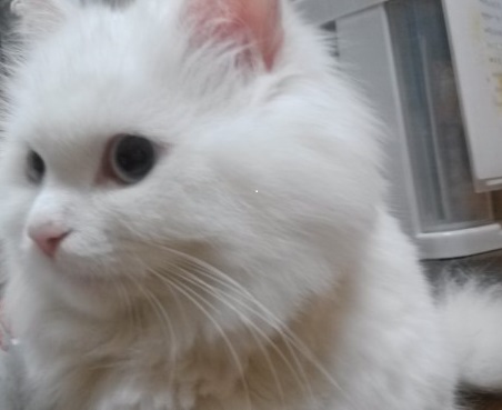 대구-꽁이(앙고라페르시안고양이)찾아주세요
