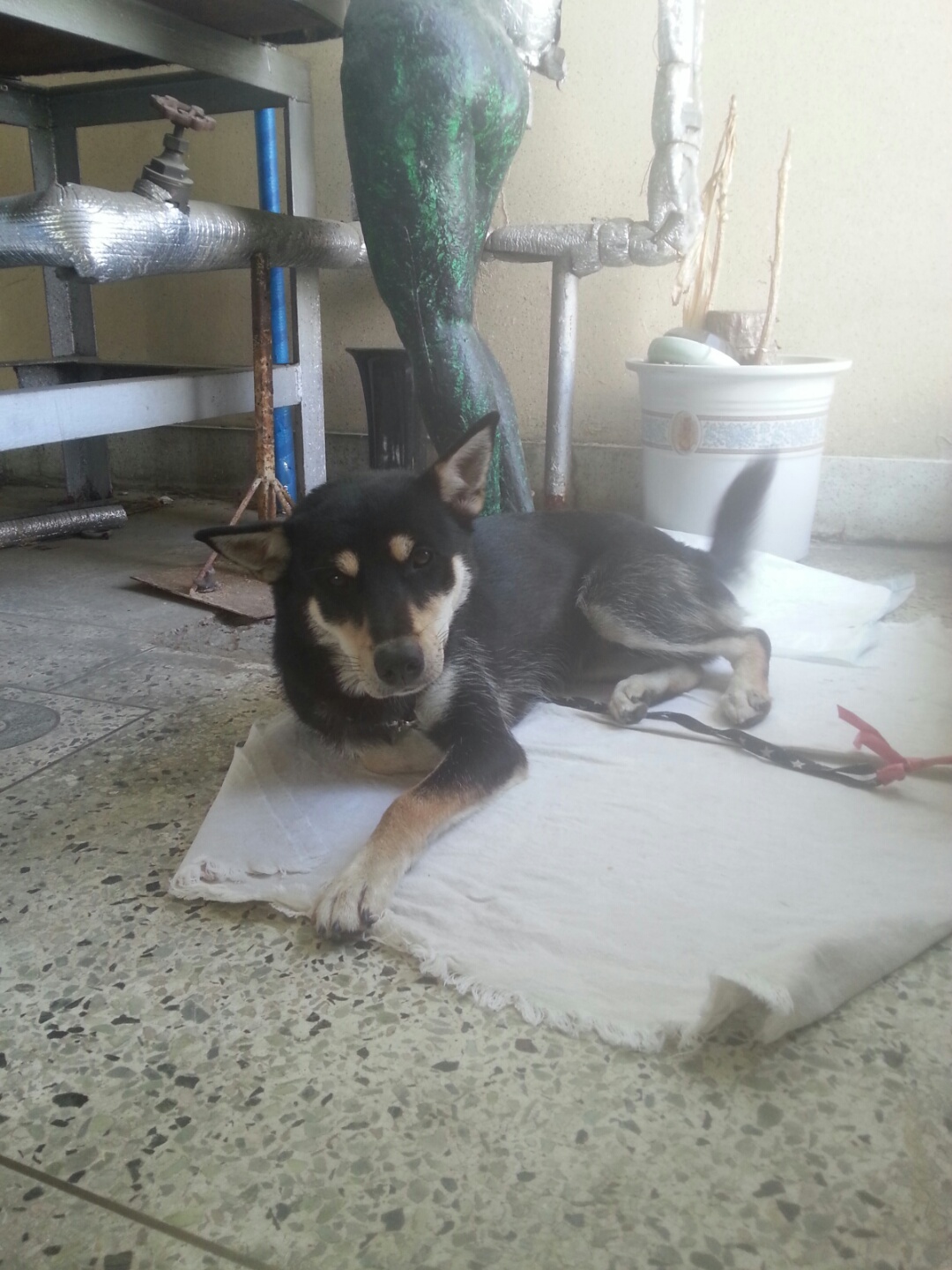 [서울 서초구] 블랙탄진돗개 주인찾습니다.