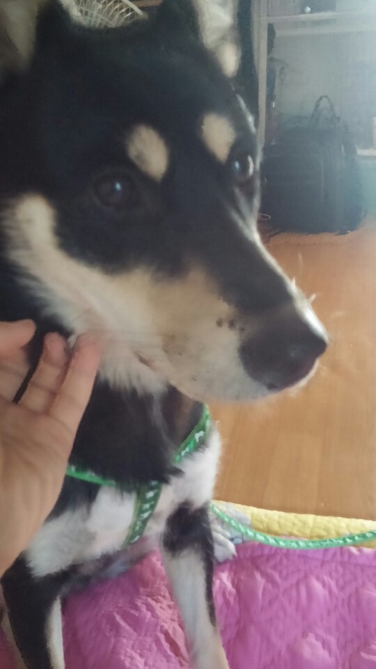 [서울 서초구] 블랙탄진돗개 주인찾습니다.