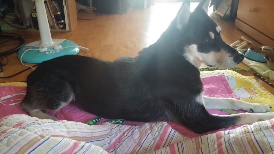 [서울 서초구] 블랙탄진돗개 주인찾습니다.