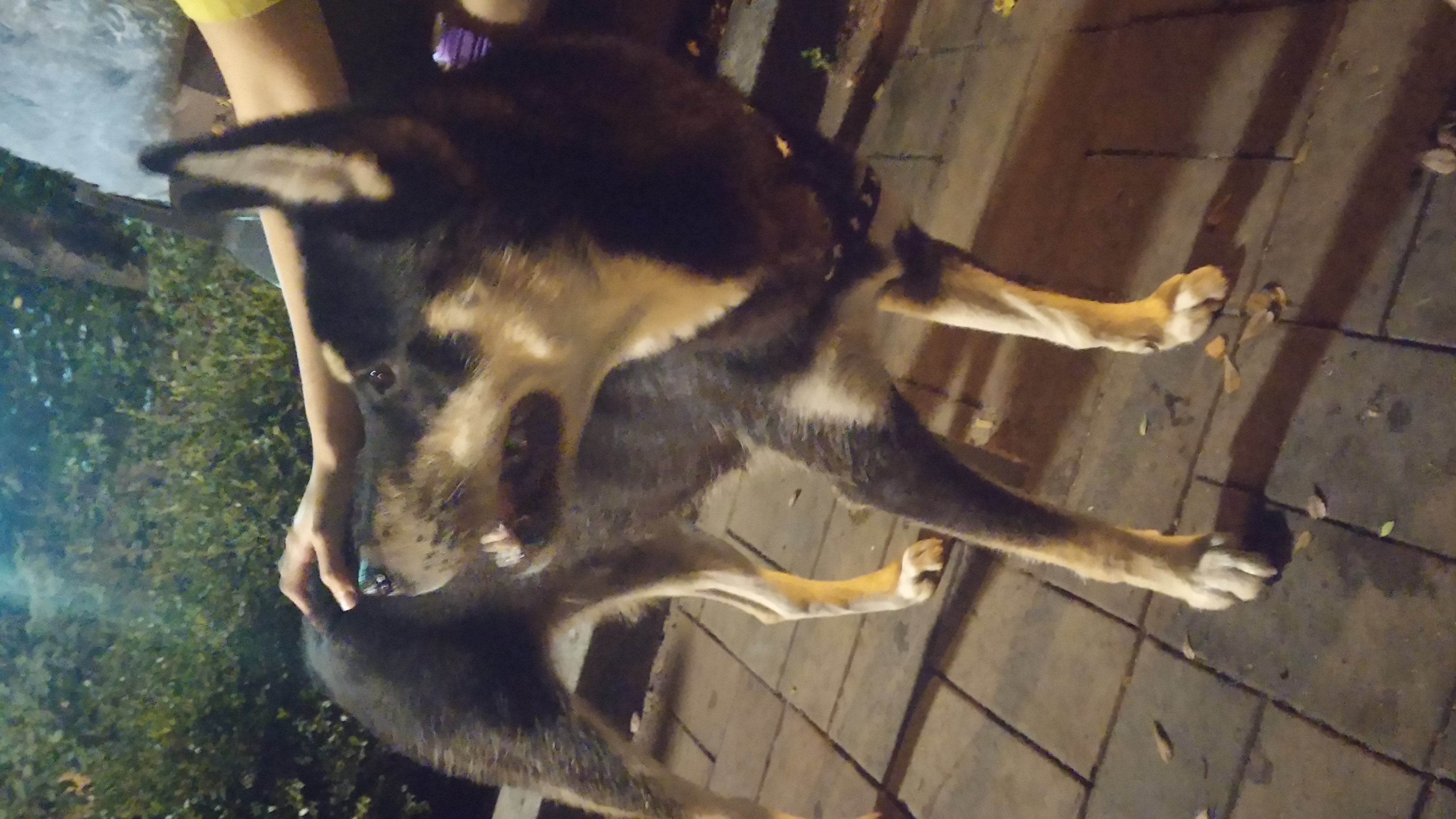 [서울 서초구] 블랙탄진돗개 주인찾습니다.