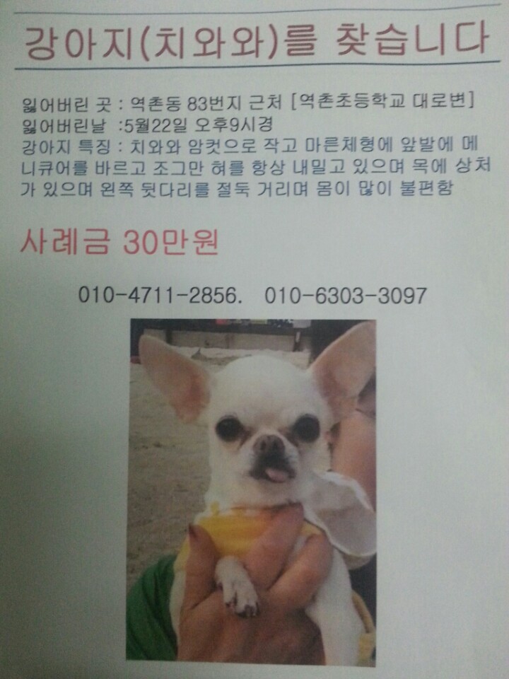 역촌동에서 잃어버린 치와와를 찾습니다..!