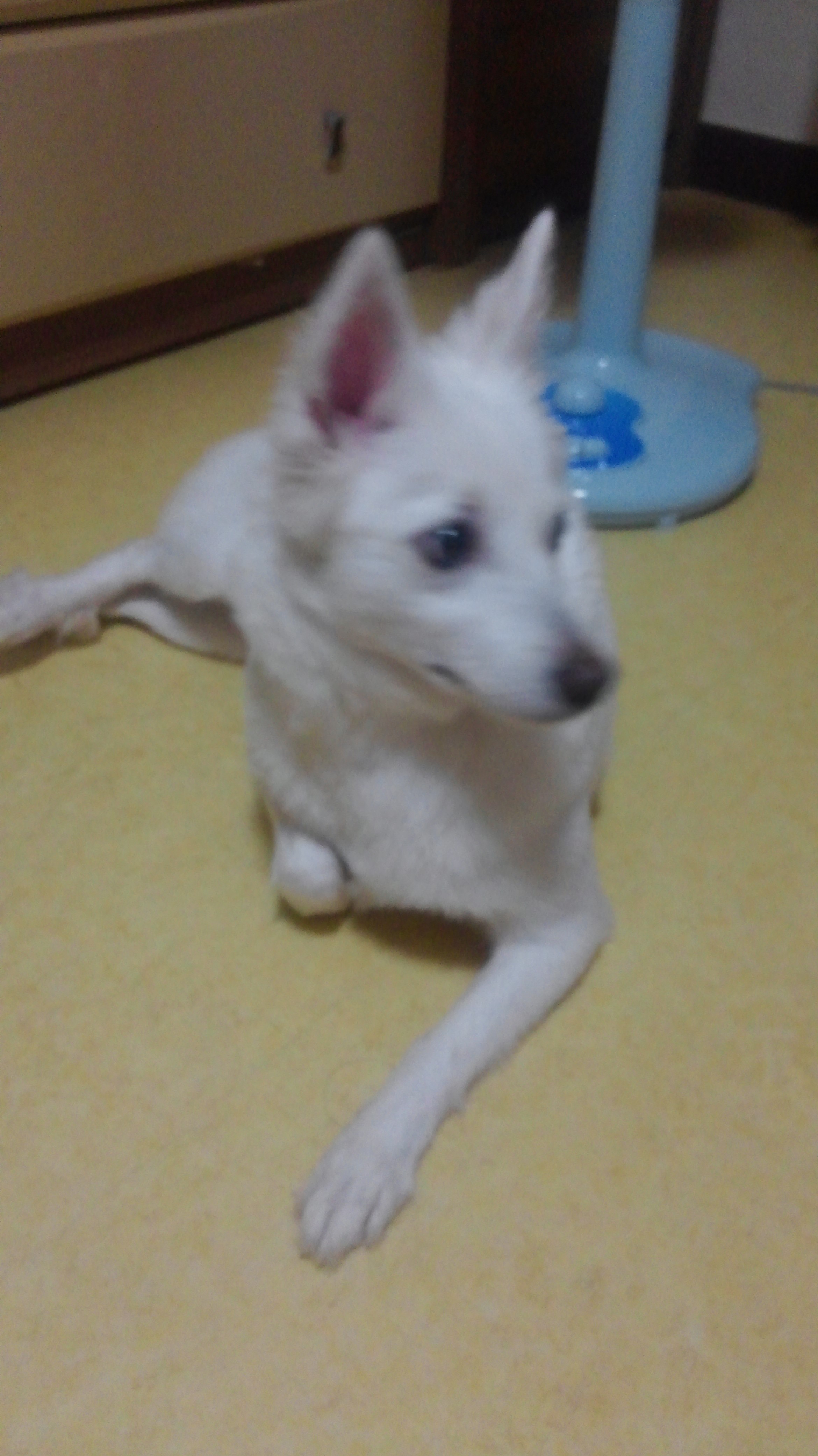 부천 중동 스피츠 여아 보호중입니다