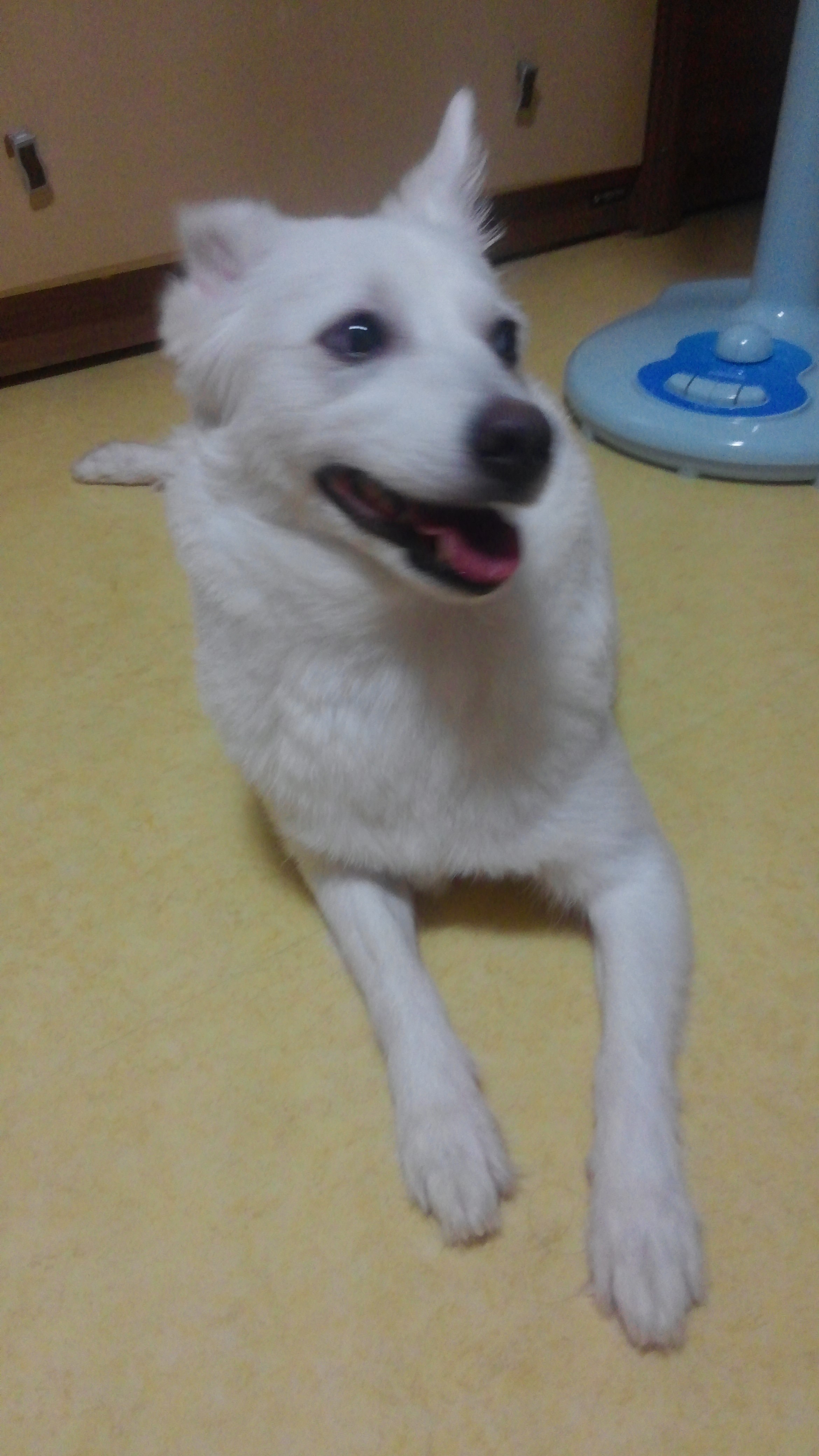 부천 중동 스피츠 여아 보호중입니다