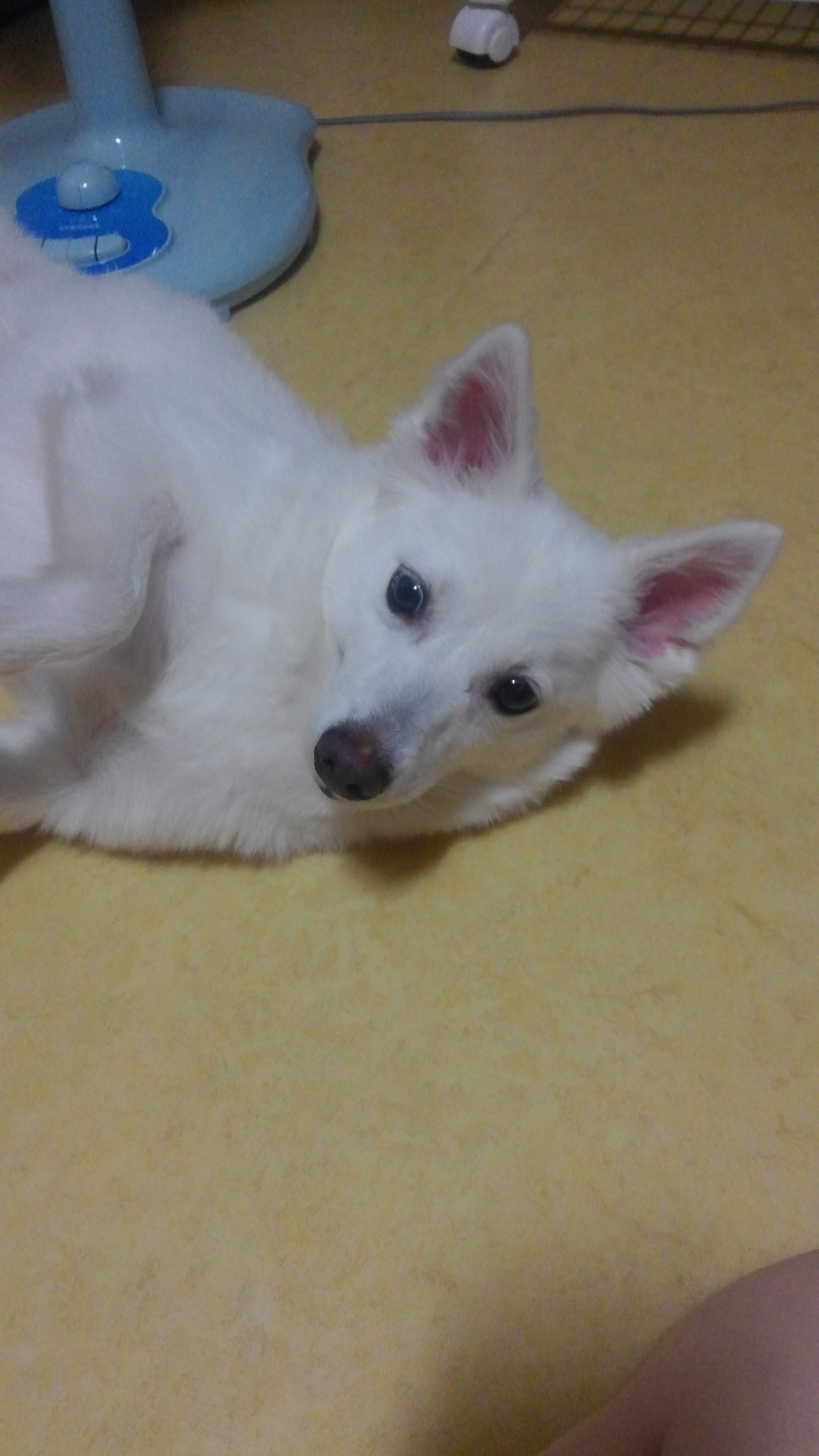 부천 중동 스피츠 여아 보호중입니다