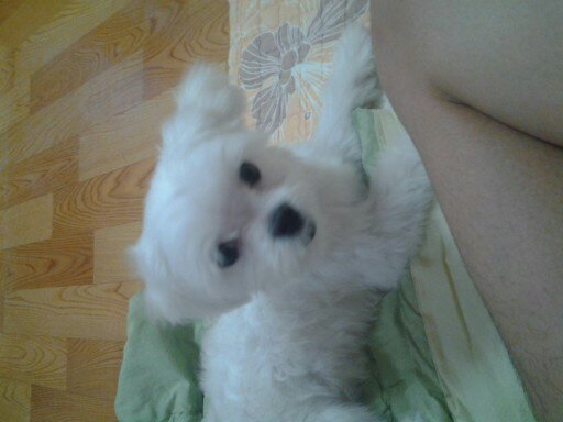 말티즈를 찾습니다