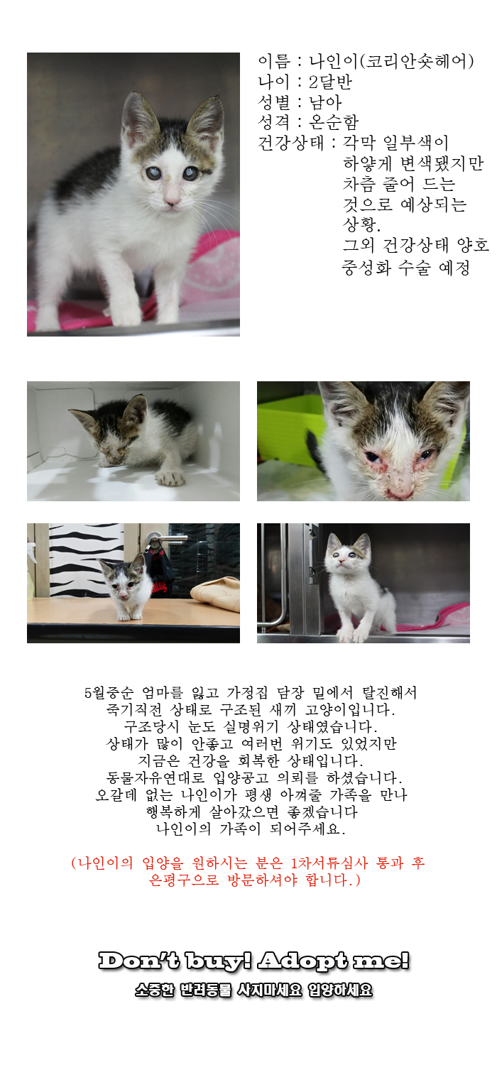 [D14-22관외]엄마 잃고 실명위기 상태에서 구조된 아기고양이 나인이