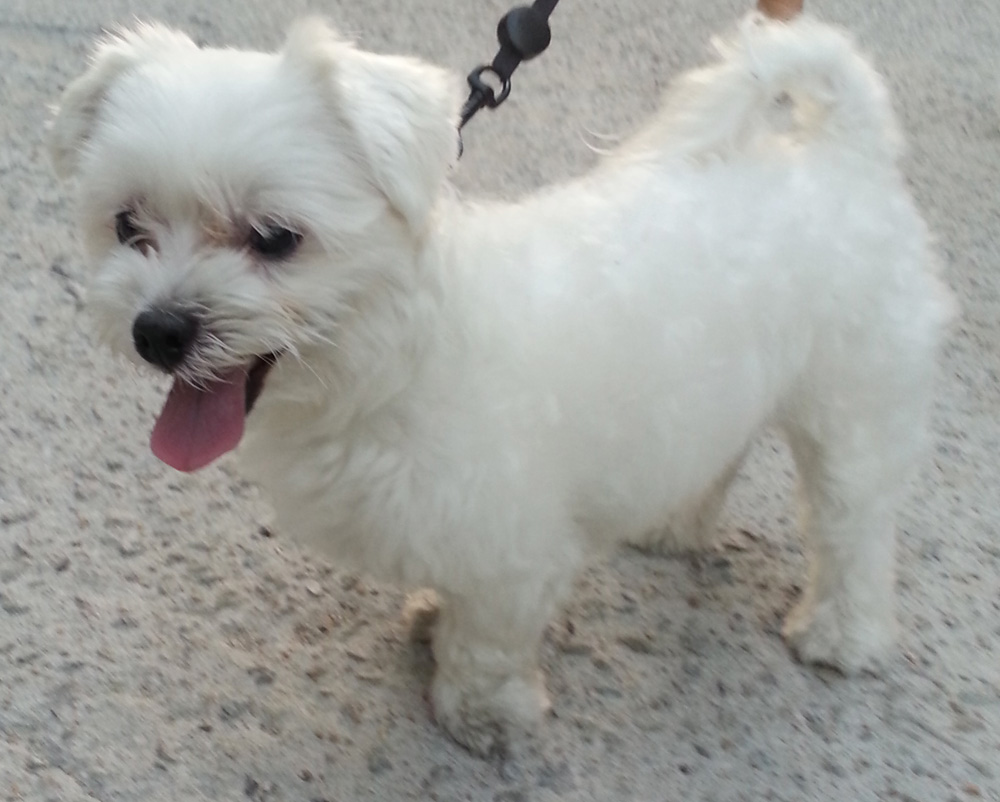 수원시 세류3동에서 3살말티즈 남아찾습니다