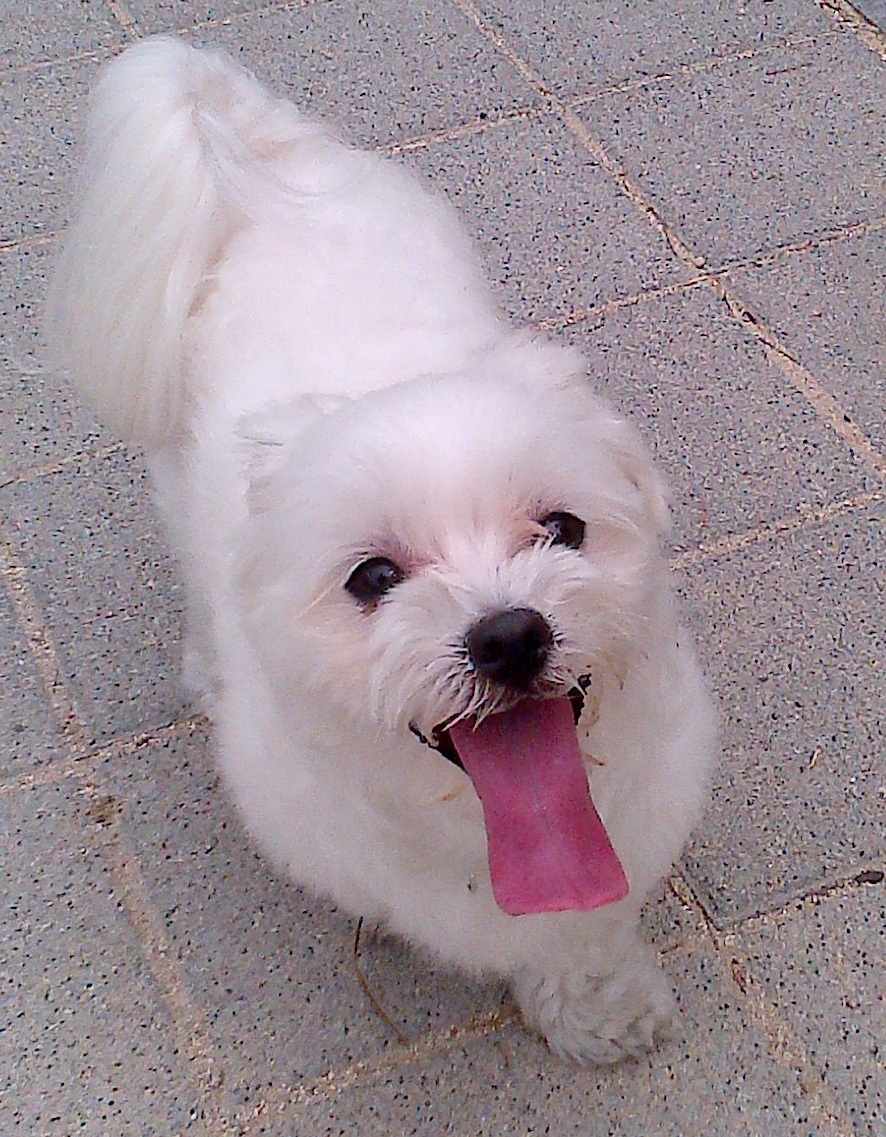 수원시 세류3동에서 3살말티즈 남아찾습니다