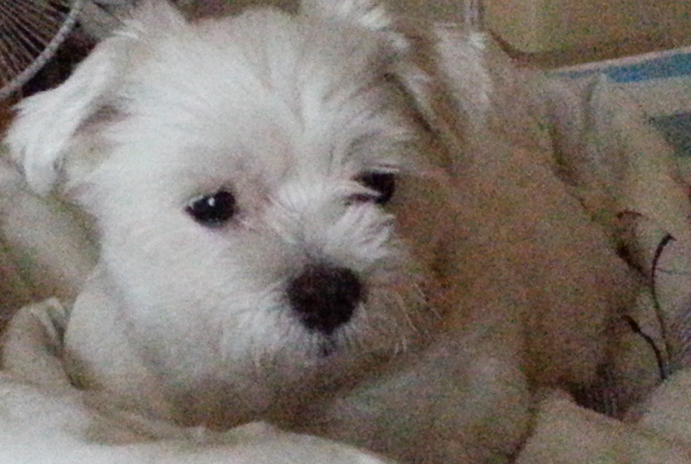 수원시 세류3동에서 3살말티즈 남아찾습니다