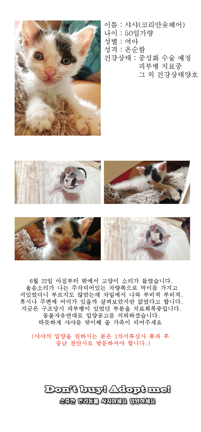 [D14-23관외]어미한테 버림받은 가여운 아기고양이 샤샤