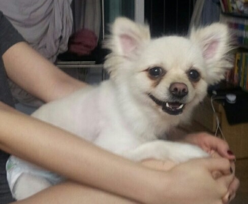 방이동 흰색 포메 강아지를 찾습니다