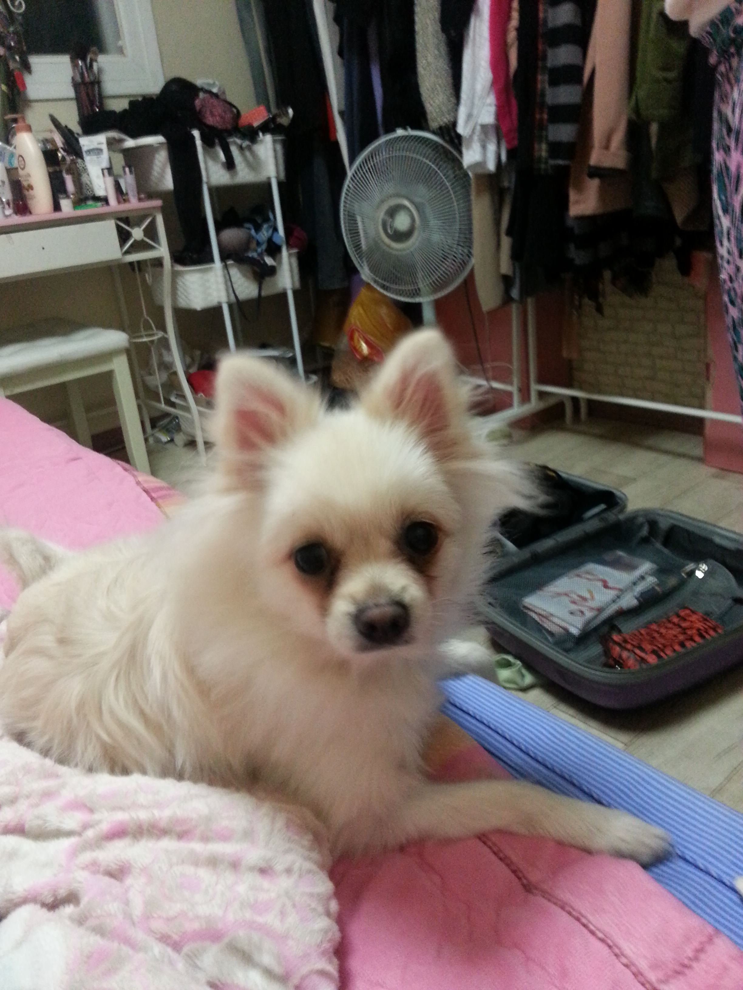 방이동 흰색 포메 강아지를 찾습니다