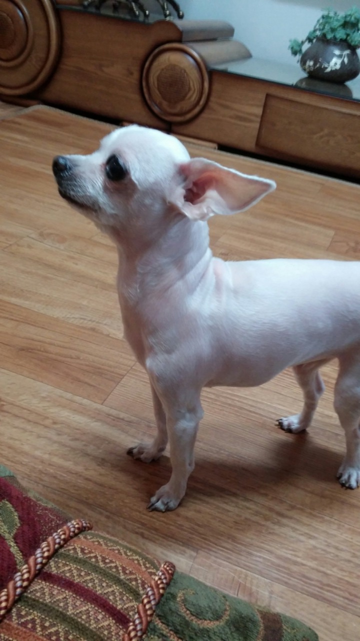 충청북도 제천시 말티즈 여 사례금30만원