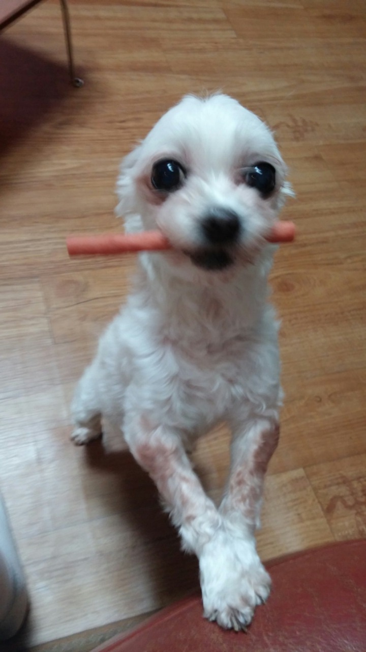 충청북도 제천시 말티즈 여 사례금30만원