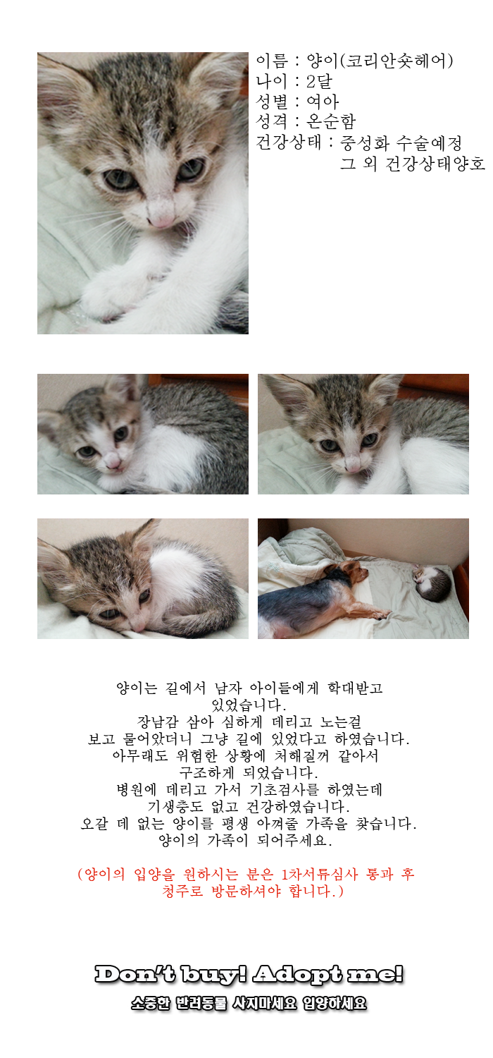 [D14-25관외]아이들에게 학대받고 있었던 양이