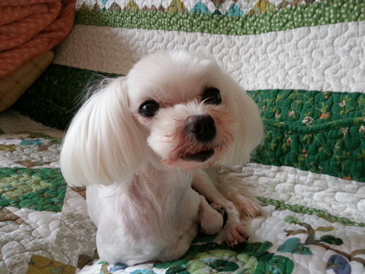 말티즈 두마리 찾습니다.