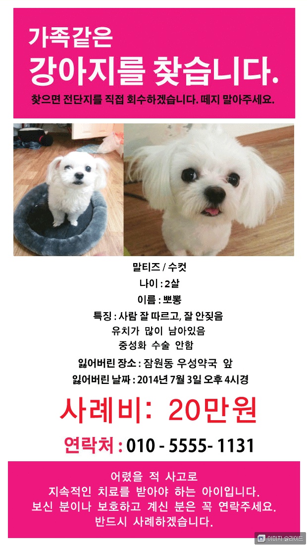 서울 잠원동 말티즈 남아 2살 애타게 찾아요