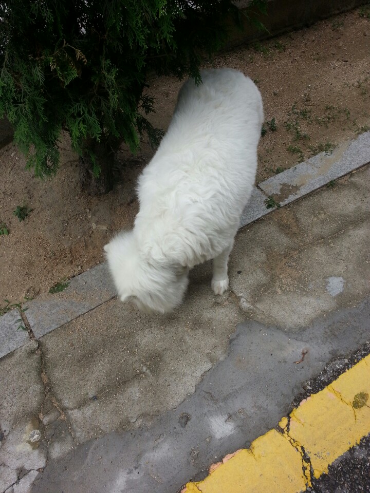 논현동 학동공원쪽에서 봤는데 (흰색 중형강아지...종을 잘 모르겠어서..)