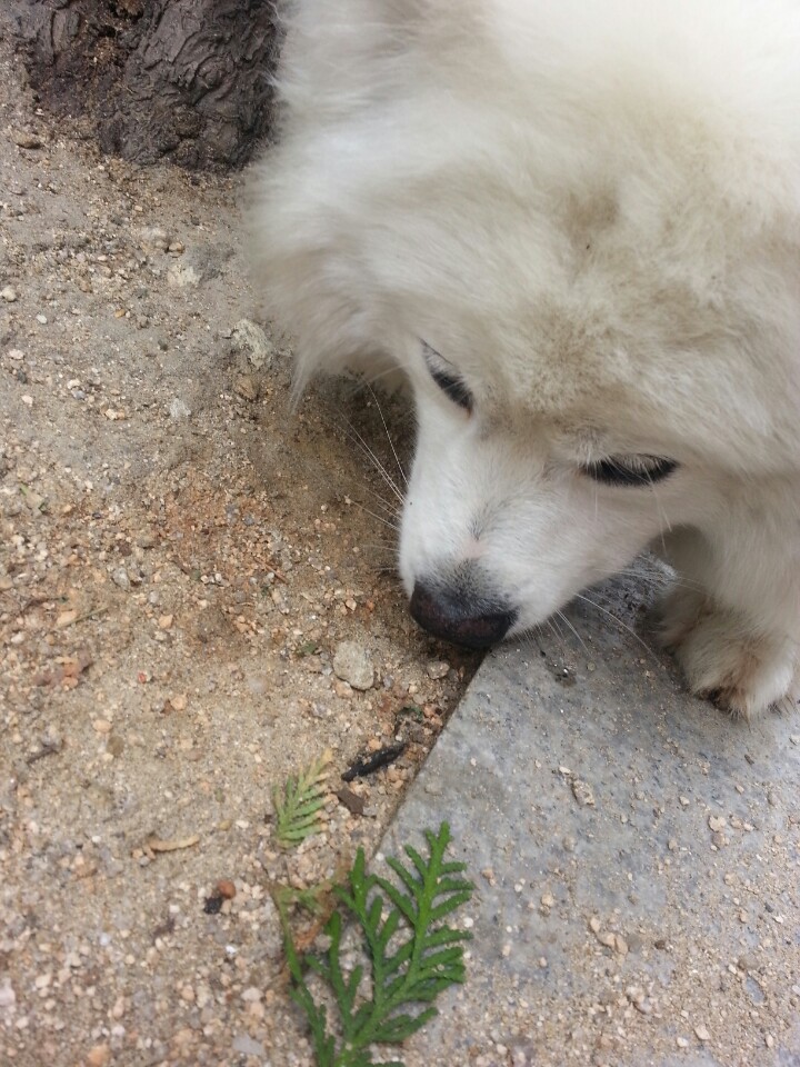 논현동 학동공원쪽에서 봤는데 (흰색 중형강아지...종을 잘 모르겠어서..)