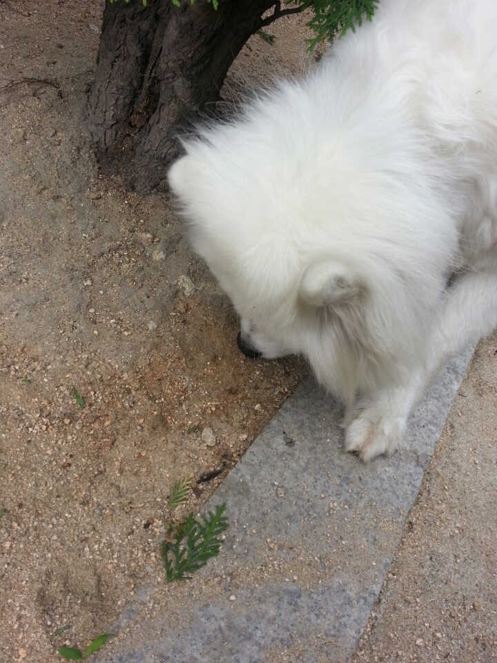 논현동 학동공원쪽에서 봤는데 (흰색 중형강아지...종을 잘 모르겠어서..)