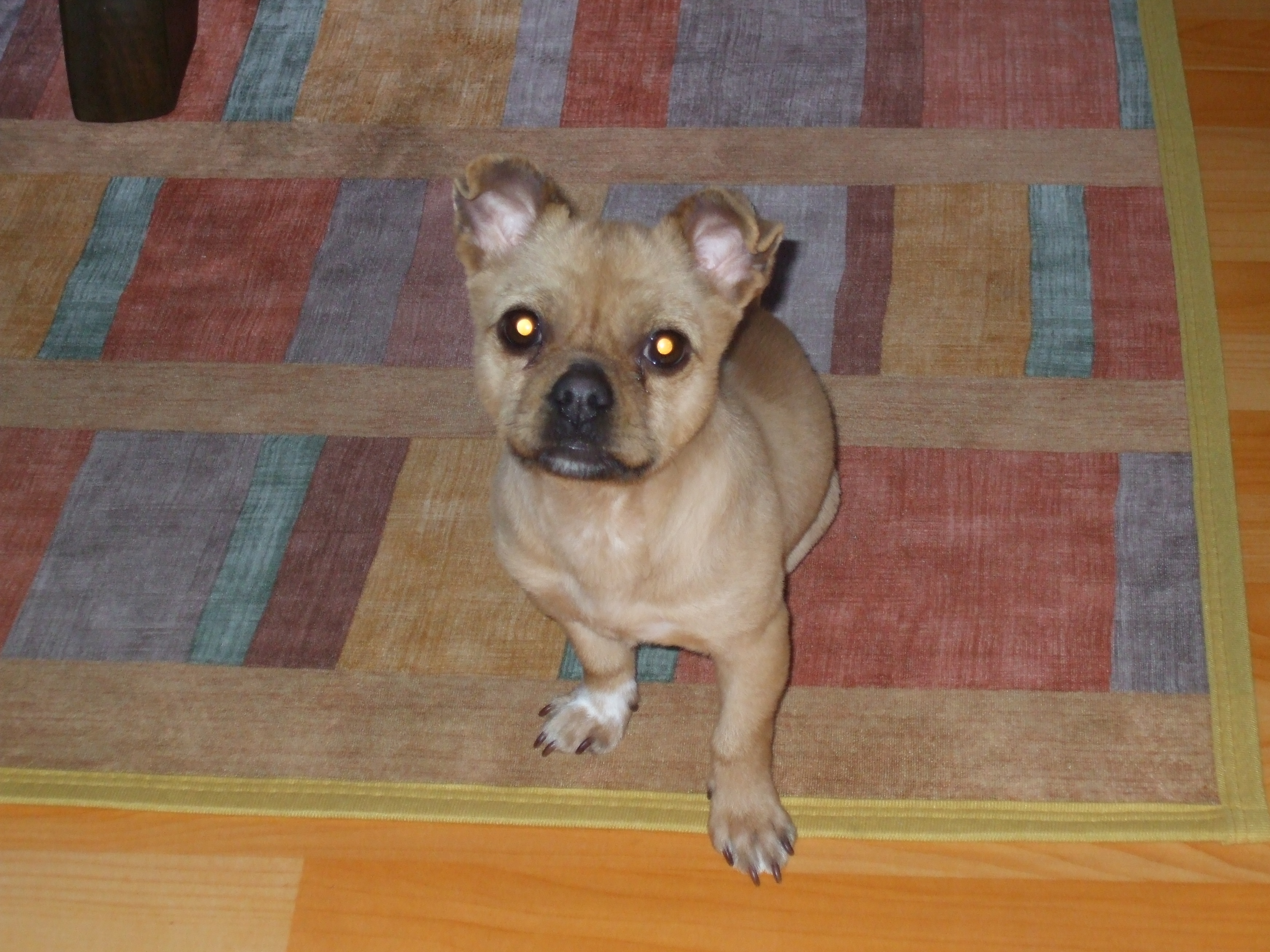 강아지를 찾습니다