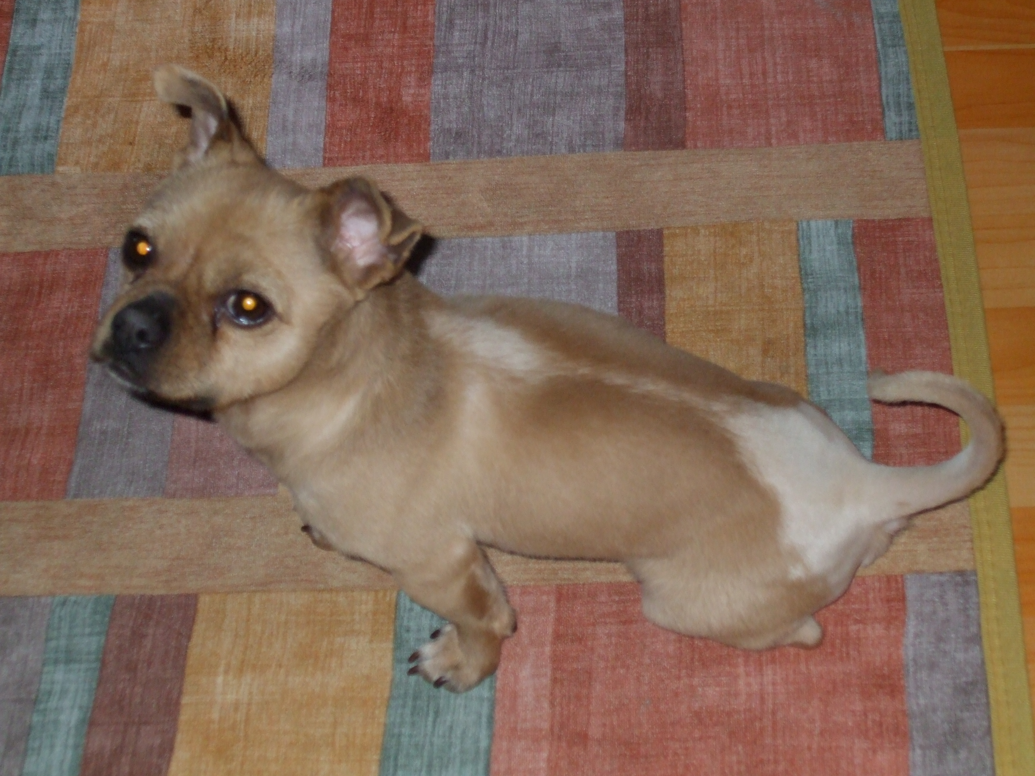 강아지를 찾습니다