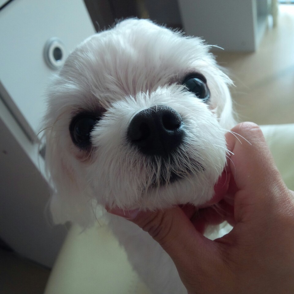 7월10일 대전 은행동에서 발견한 말티즈 남아(중성화수술O) 보호중입니다. 