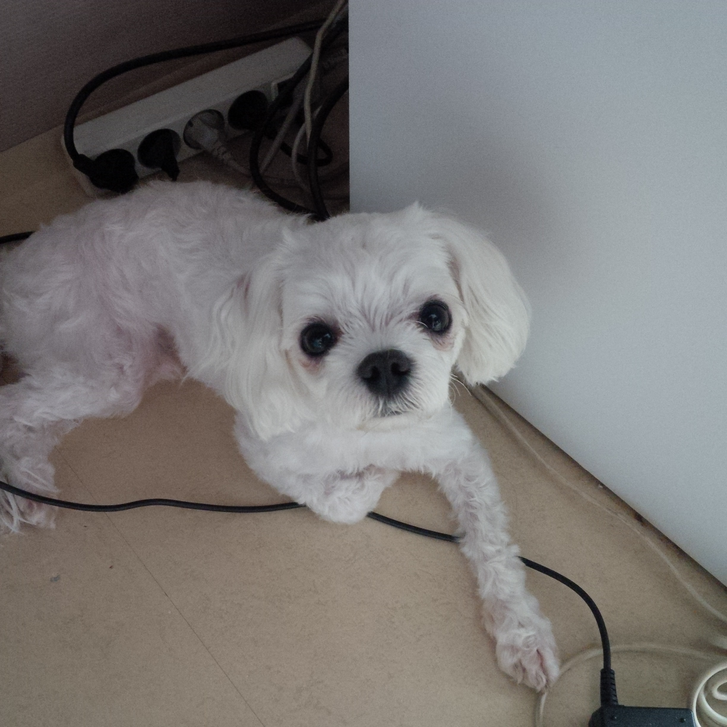 7월10일 대전 은행동에서 발견한 말티즈 남아(중성화수술O) 보호중입니다. 