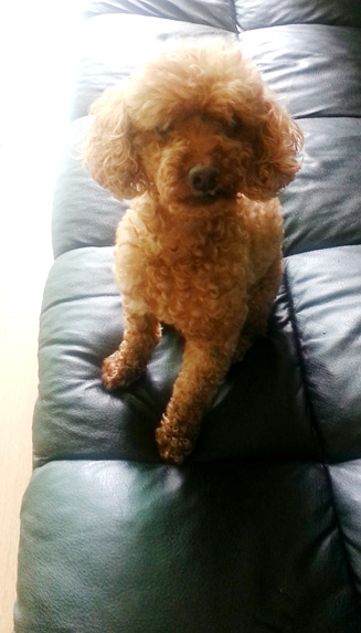 안양 박달2동 토이푸들 찾습니다.