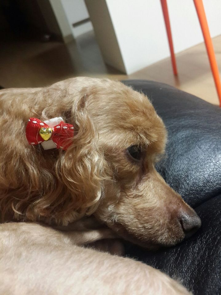 안양 박달2동 토이푸들 찾습니다.