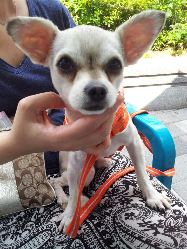 인천남구발견한 믹스견입니다