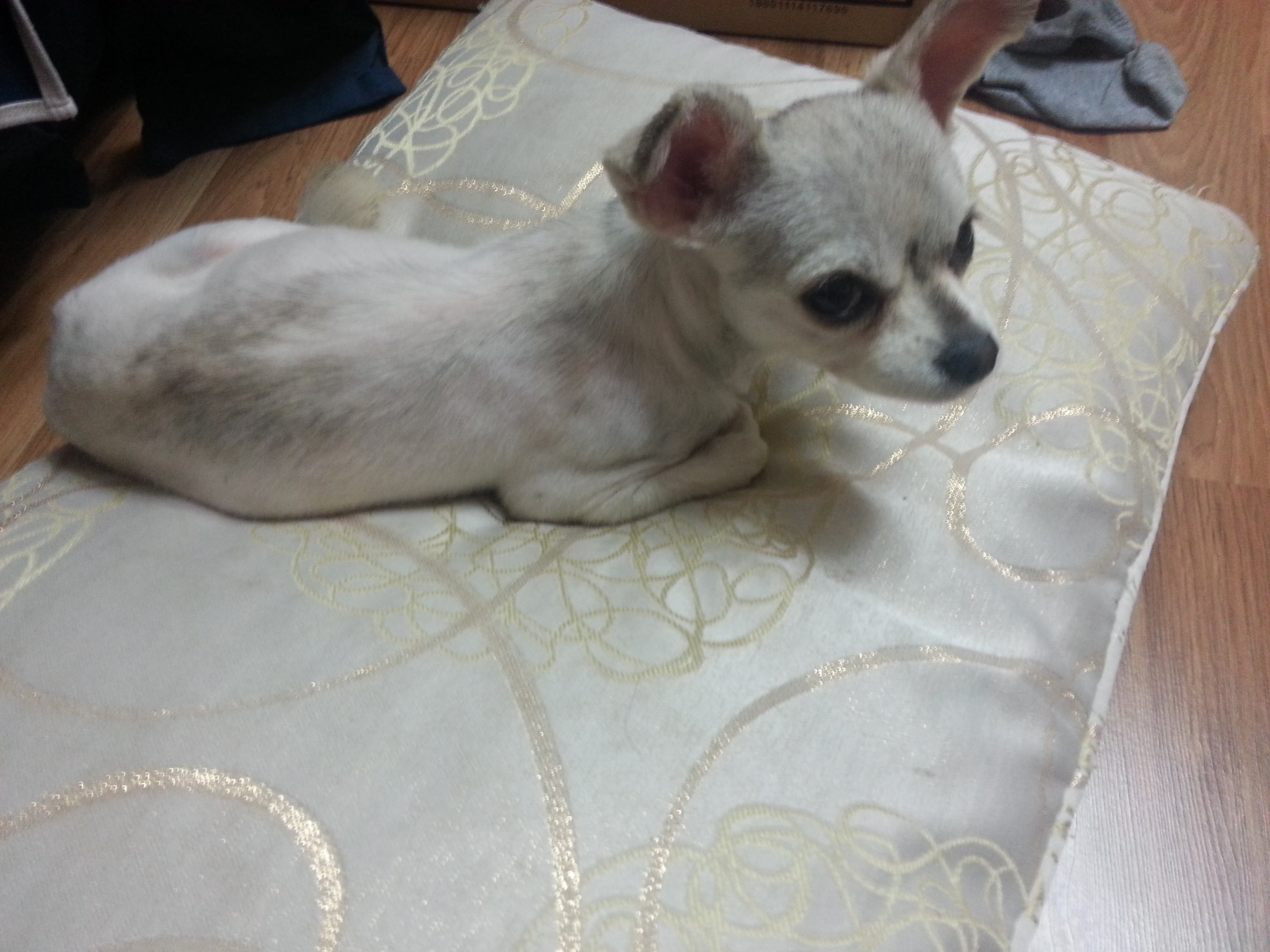 인천남구발견한 믹스견입니다