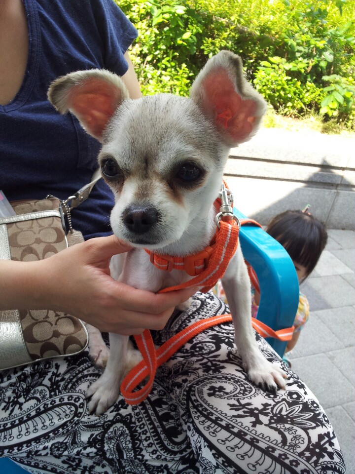 인천남구발견한 믹스견입니다