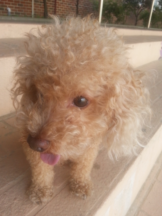 의정부실종 갈색푸들 찾습니다.