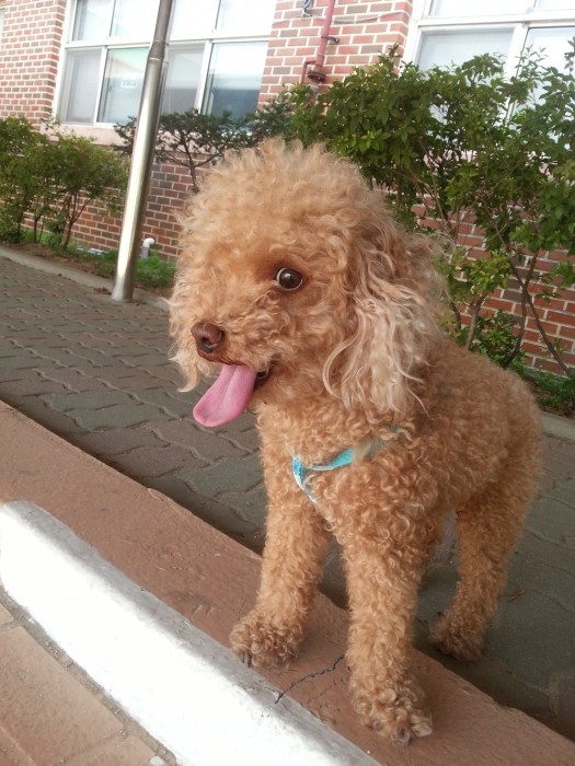 의정부실종 갈색푸들 찾습니다.