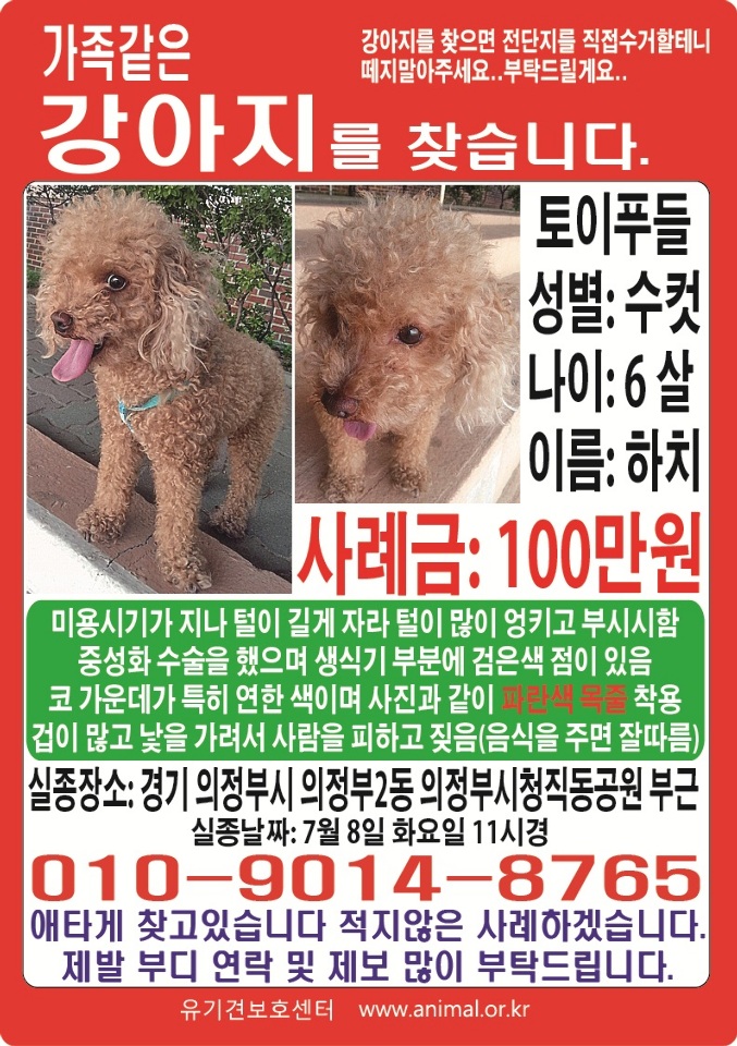 의정부실종 갈색푸들 찾습니다.
