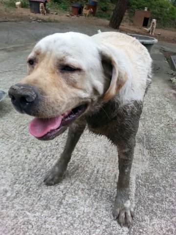 래브라도 리트리버(?) 인것 같습니다. 하운드종인것 같기도 하고...
