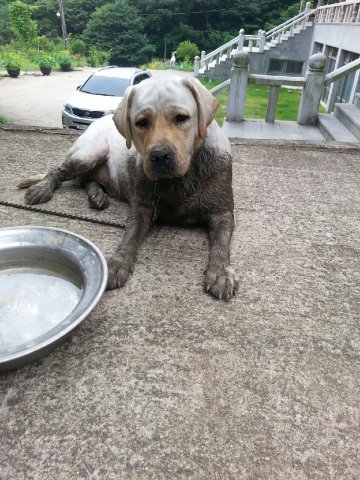 래브라도 리트리버(?) 인것 같습니다. 하운드종인것 같기도 하고...