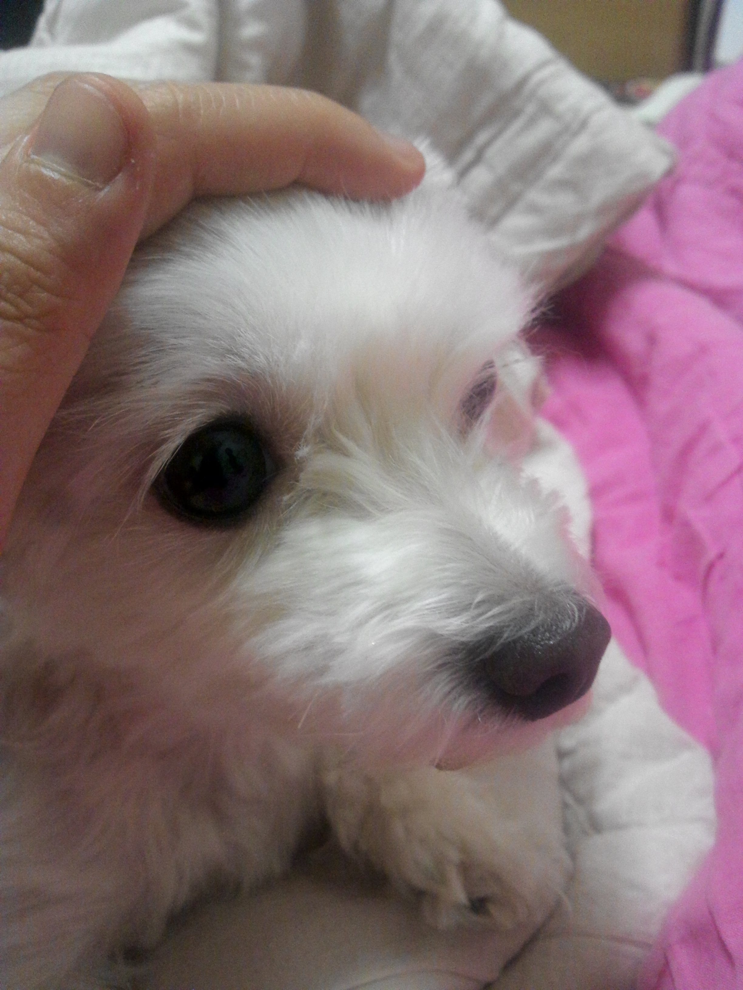 서대문구 북아현동에서 실종된 말티즈/암컷 찾아주세요