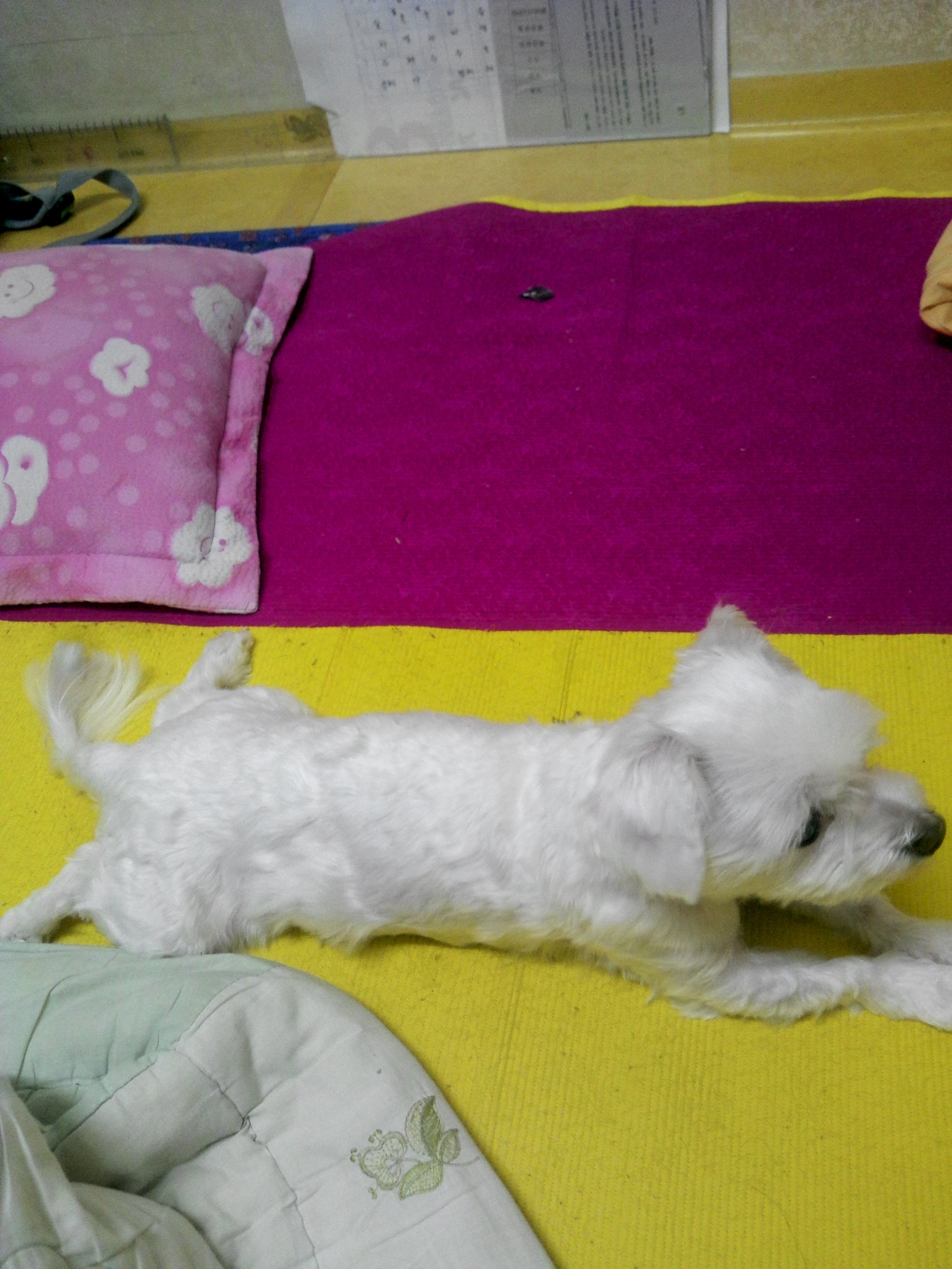 서대문구 북아현동에서 실종된 말티즈/암컷 찾아주세요