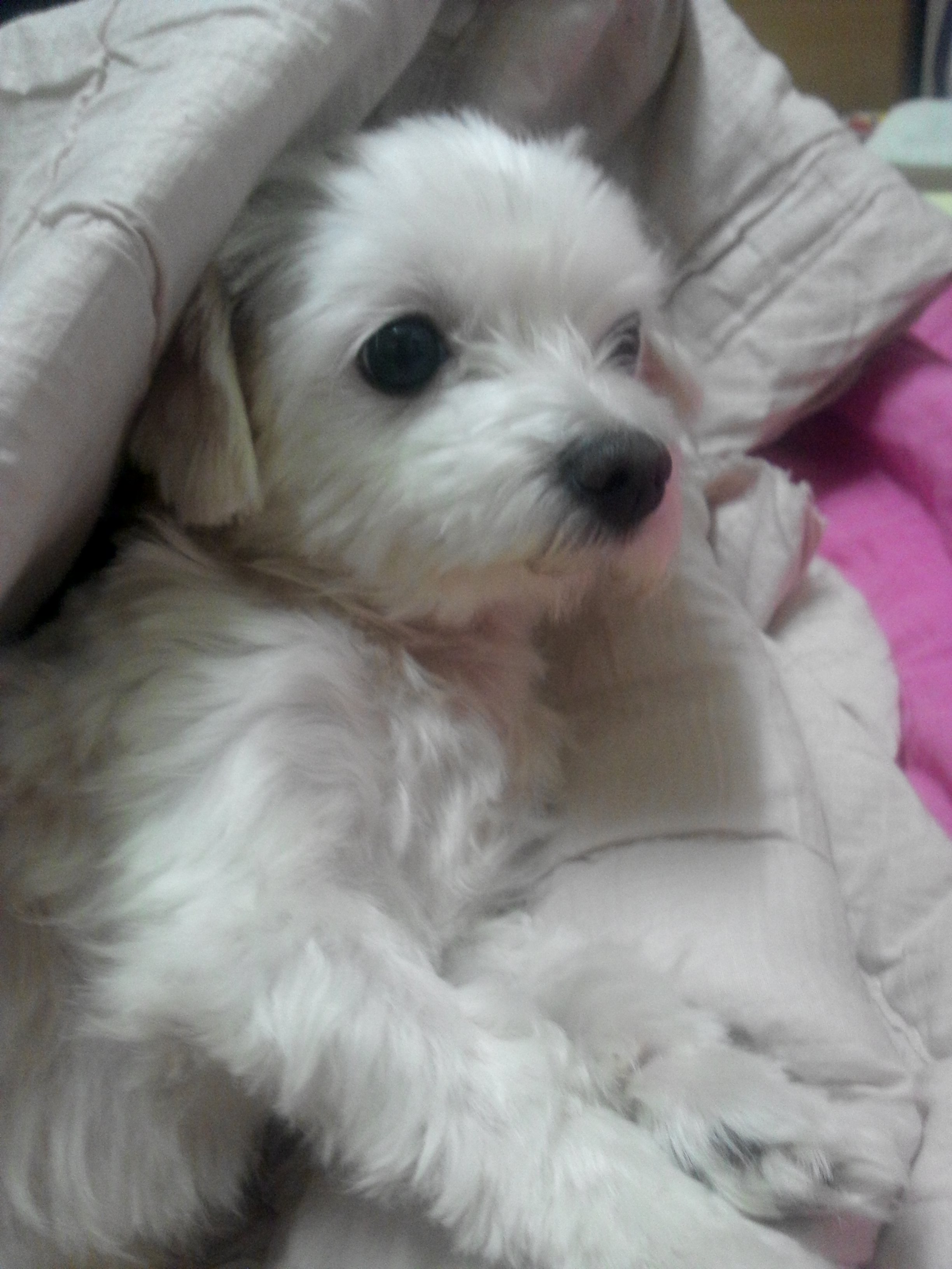 서대문구 북아현동에서 실종된 말티즈/암컷 찾아주세요