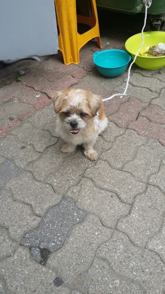 수원 권선동 (시츄믹스로추정) 남아 발견 주인을 기다립니다.