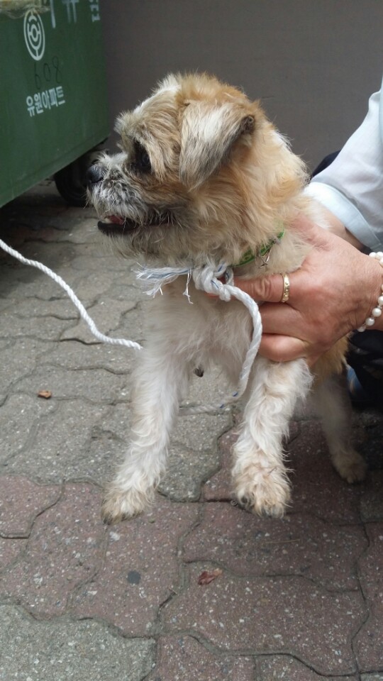 수원 권선동 (시츄믹스로추정) 남아 발견 주인을 기다립니다.