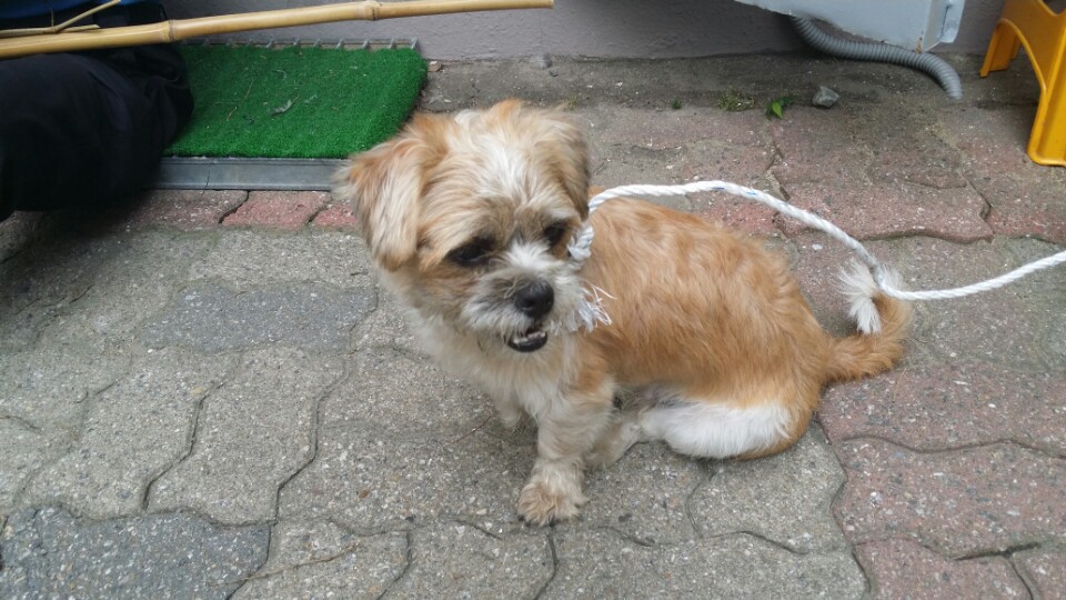 수원 권선동 (시츄믹스로추정) 남아 발견 주인을 기다립니다.