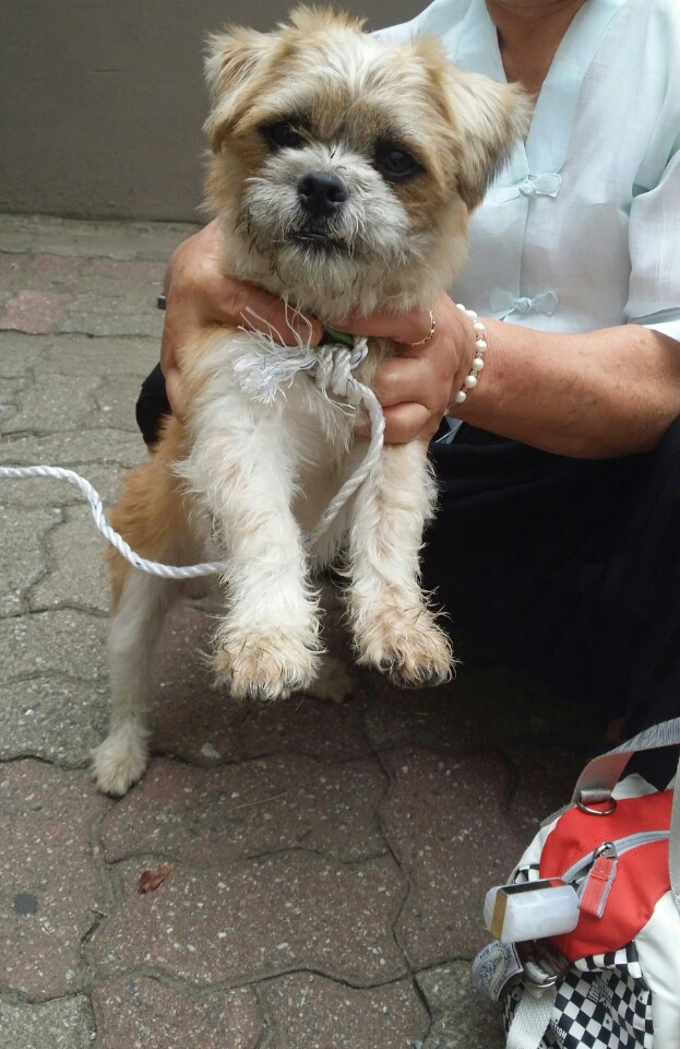 수원 권선동 (시츄믹스로추정) 남아 발견 주인을 기다립니다.