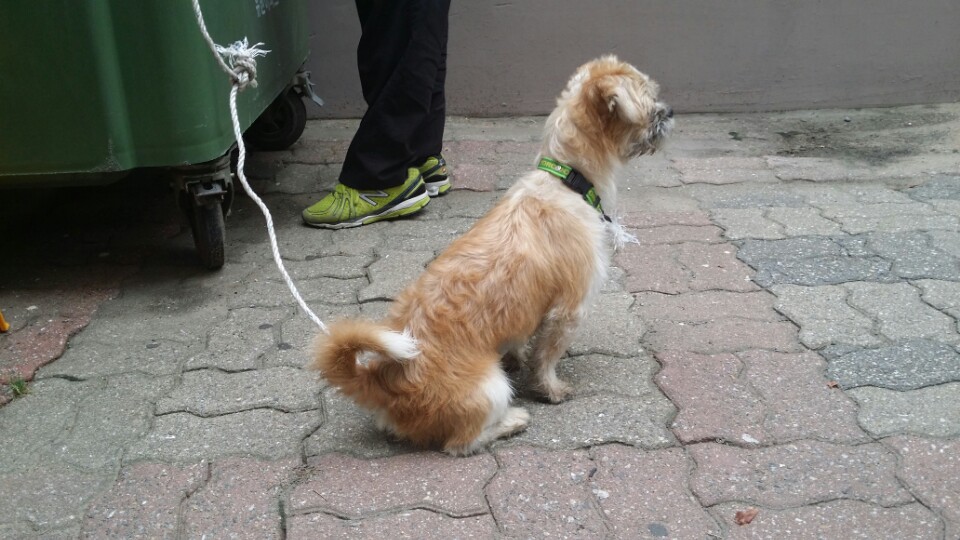 수원 권선동 (시츄믹스로추정) 남아 발견 주인을 기다립니다.