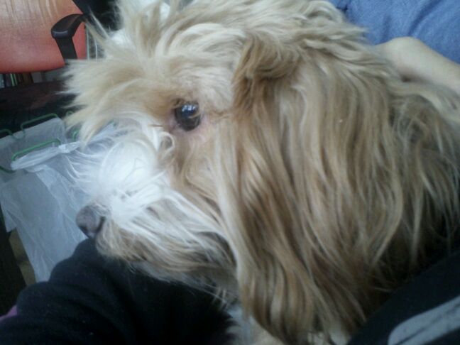 강아지를 찾습니다..인천 중구