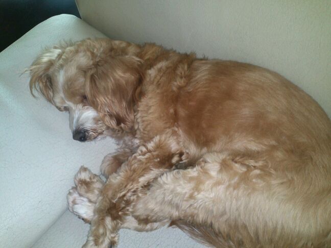 강아지를 찾습니다..인천 중구